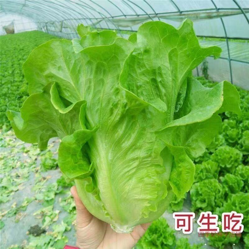【甄选】生菜意大利生菜全国产地代收代发诚信商家保质保量