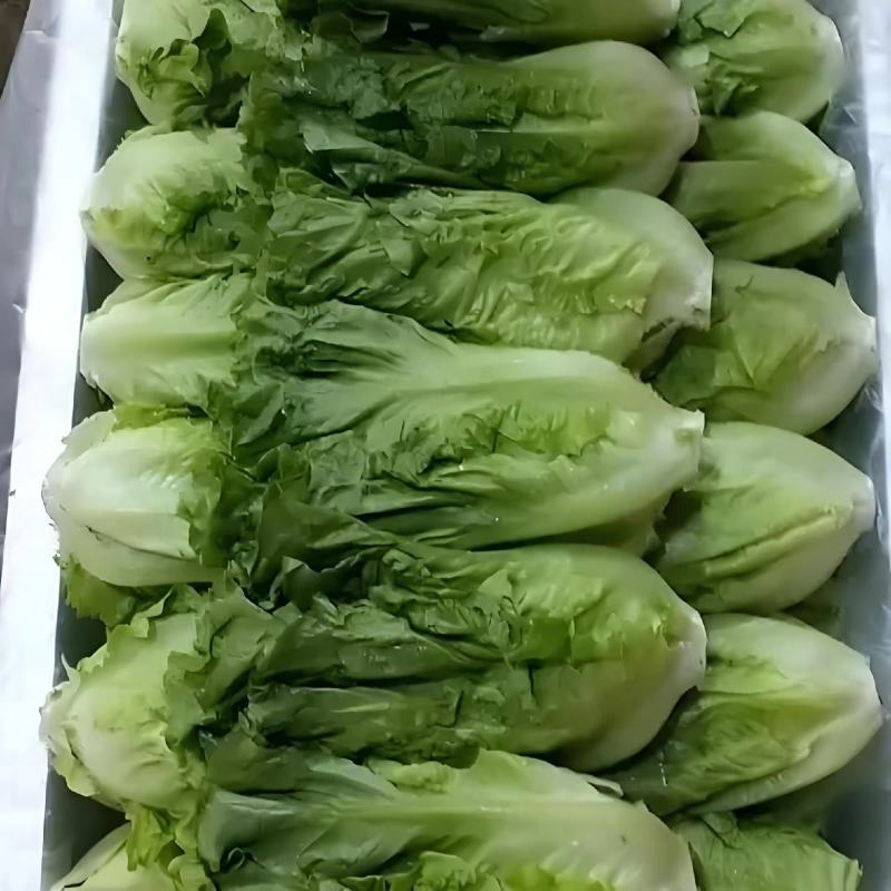【甄选】生菜意大利生菜全国产地代收代发诚信商家保质保量