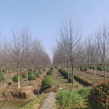 【量大价优】三角枫自家苗圃可视频看货欢迎咨询