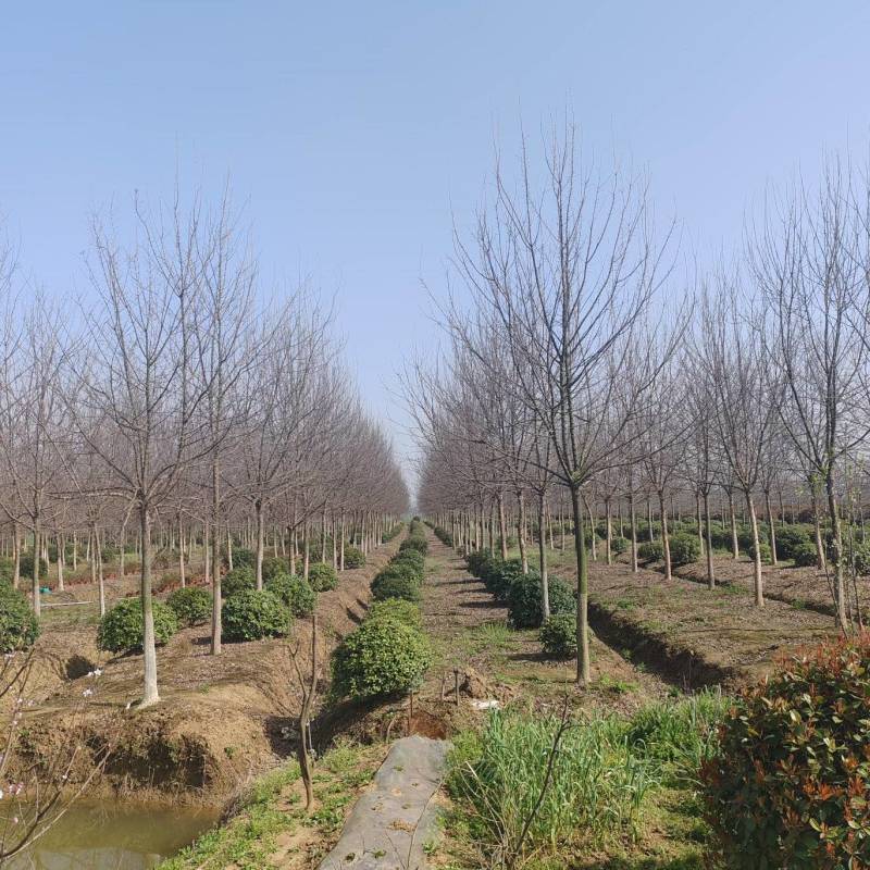 【量大价优】三角枫自家苗圃可视频看货欢迎咨询