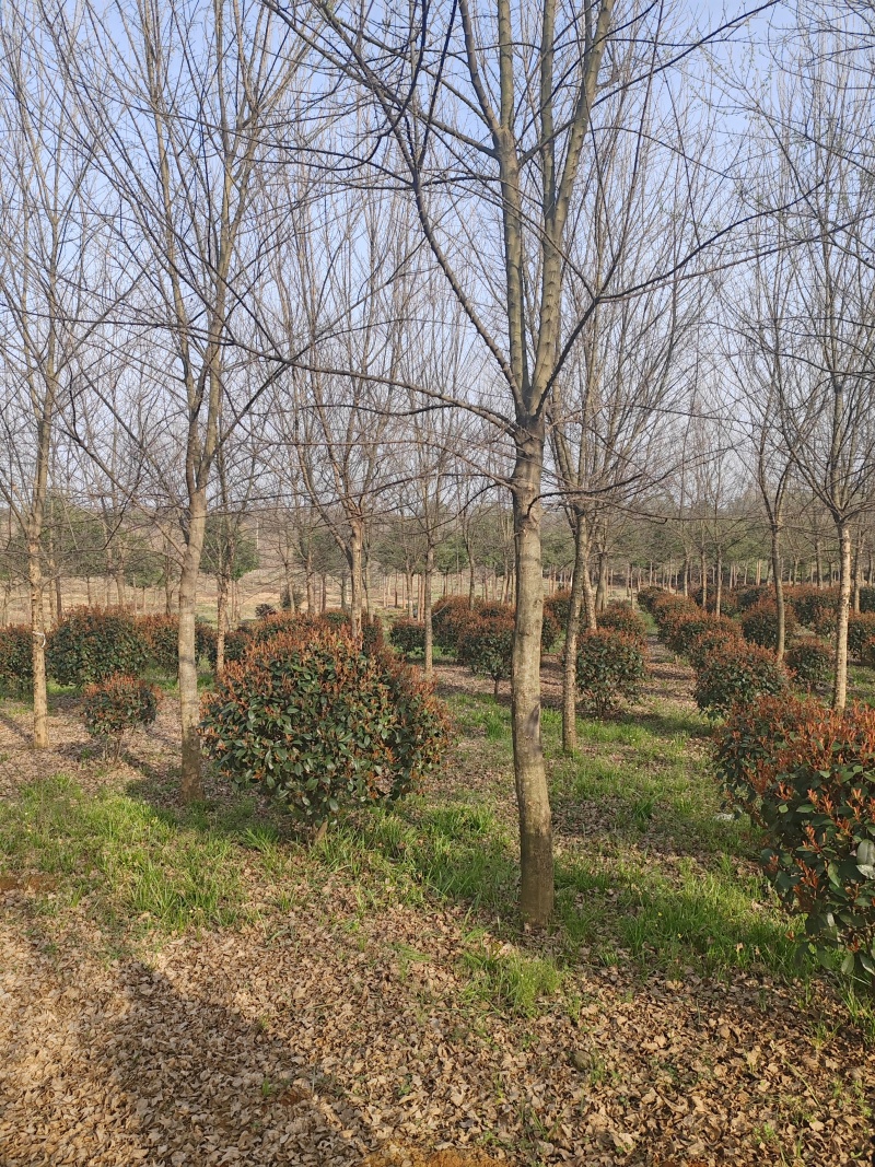 【量大价优】三角枫自家苗圃可视频看货欢迎咨询