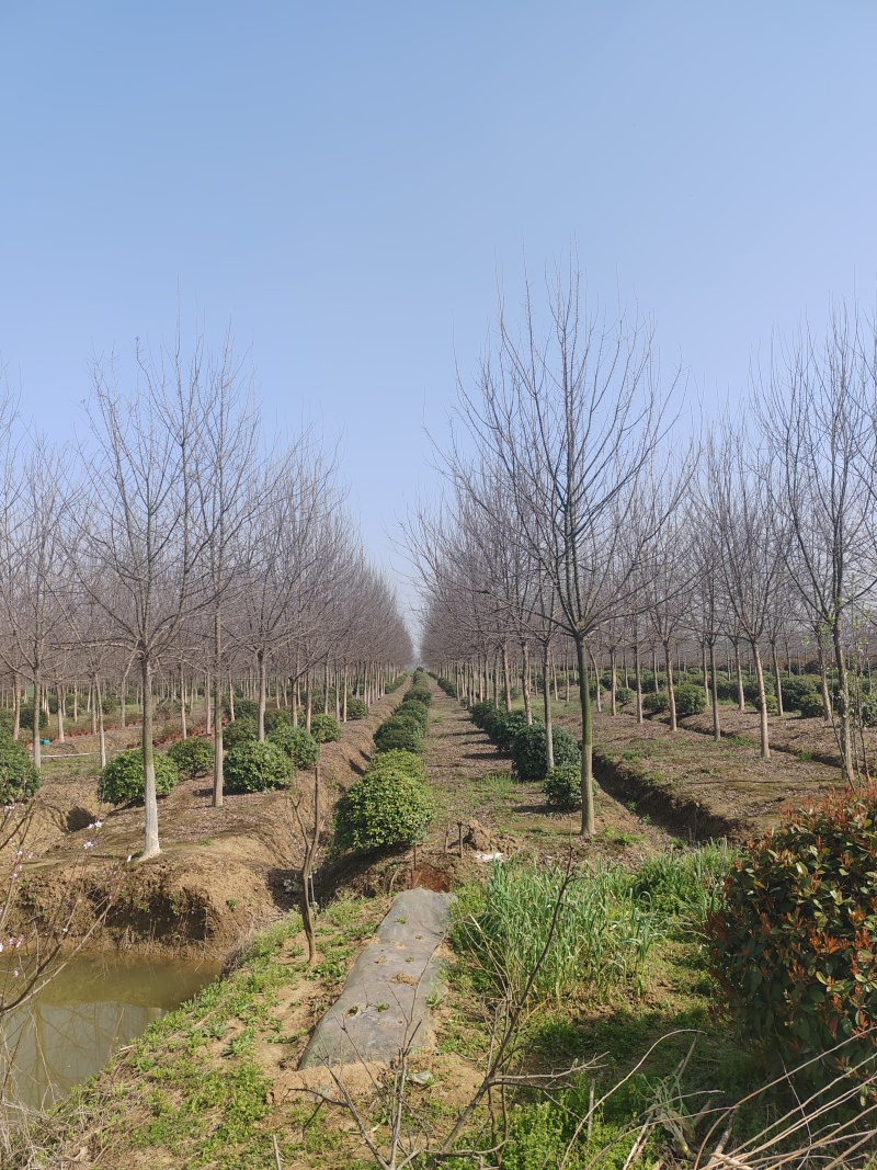【量大价优】三角枫自家苗圃可视频看货欢迎咨询