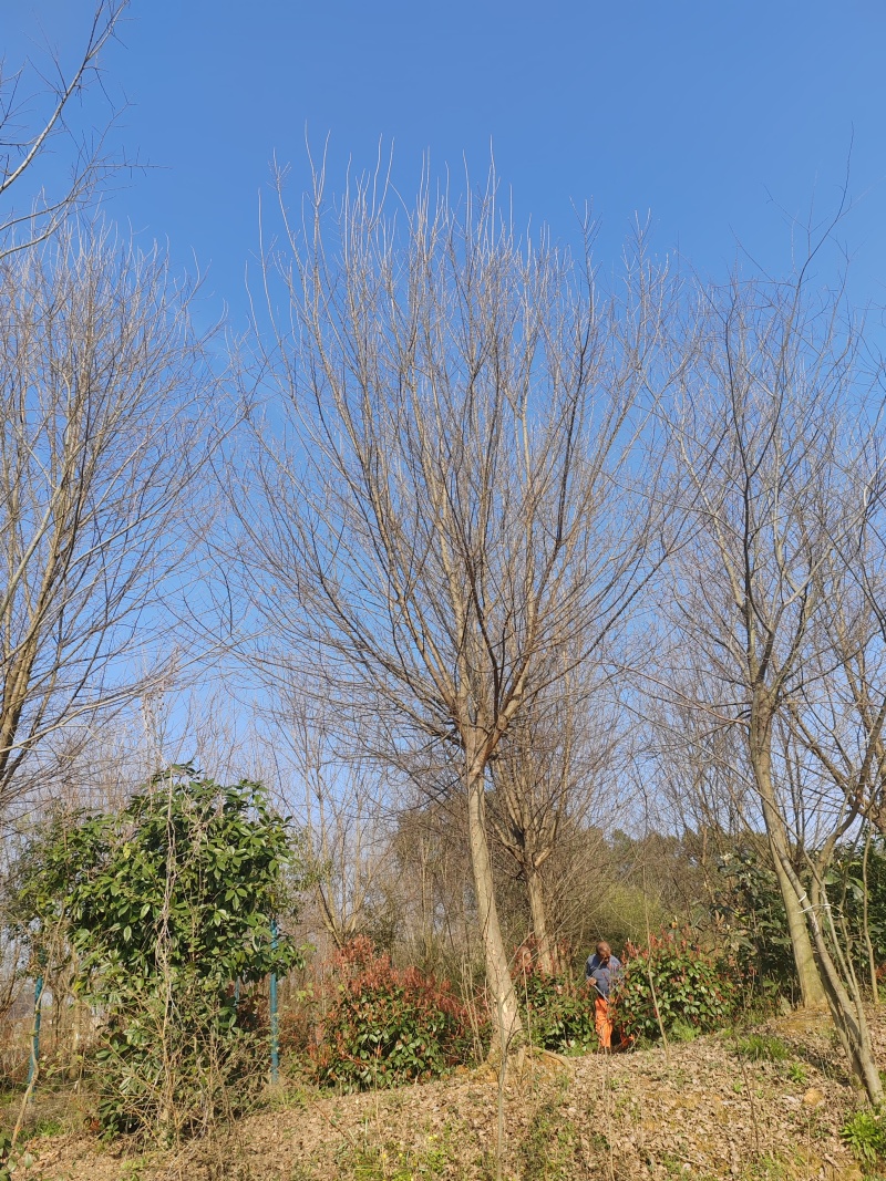 【量大价优】三角枫自家苗圃可视频看货欢迎咨询