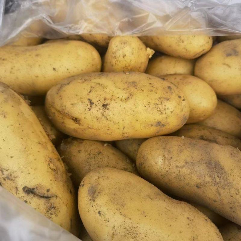 精品新鲜土豆大量有货