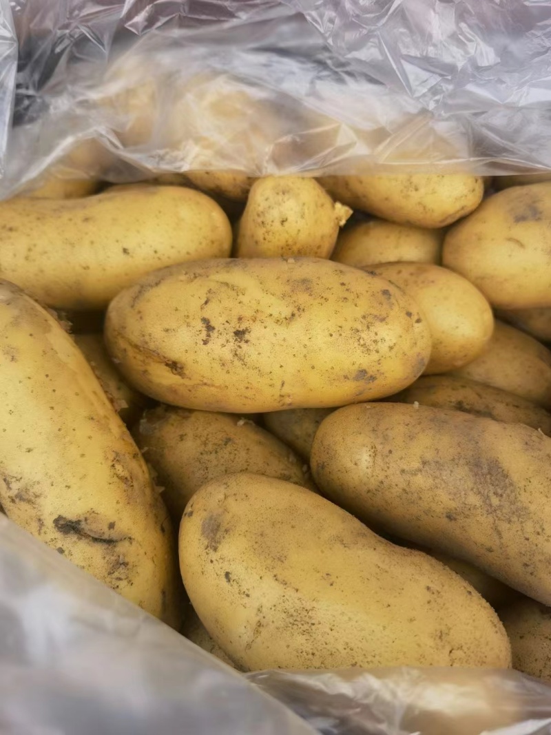 精品新鲜土豆大量有货