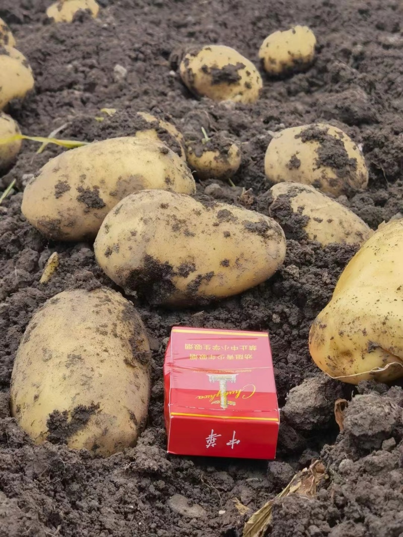 精品新鲜土豆大量有货