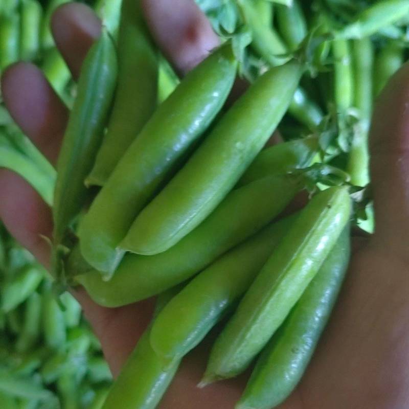 精品青豌豆。颗颗满子