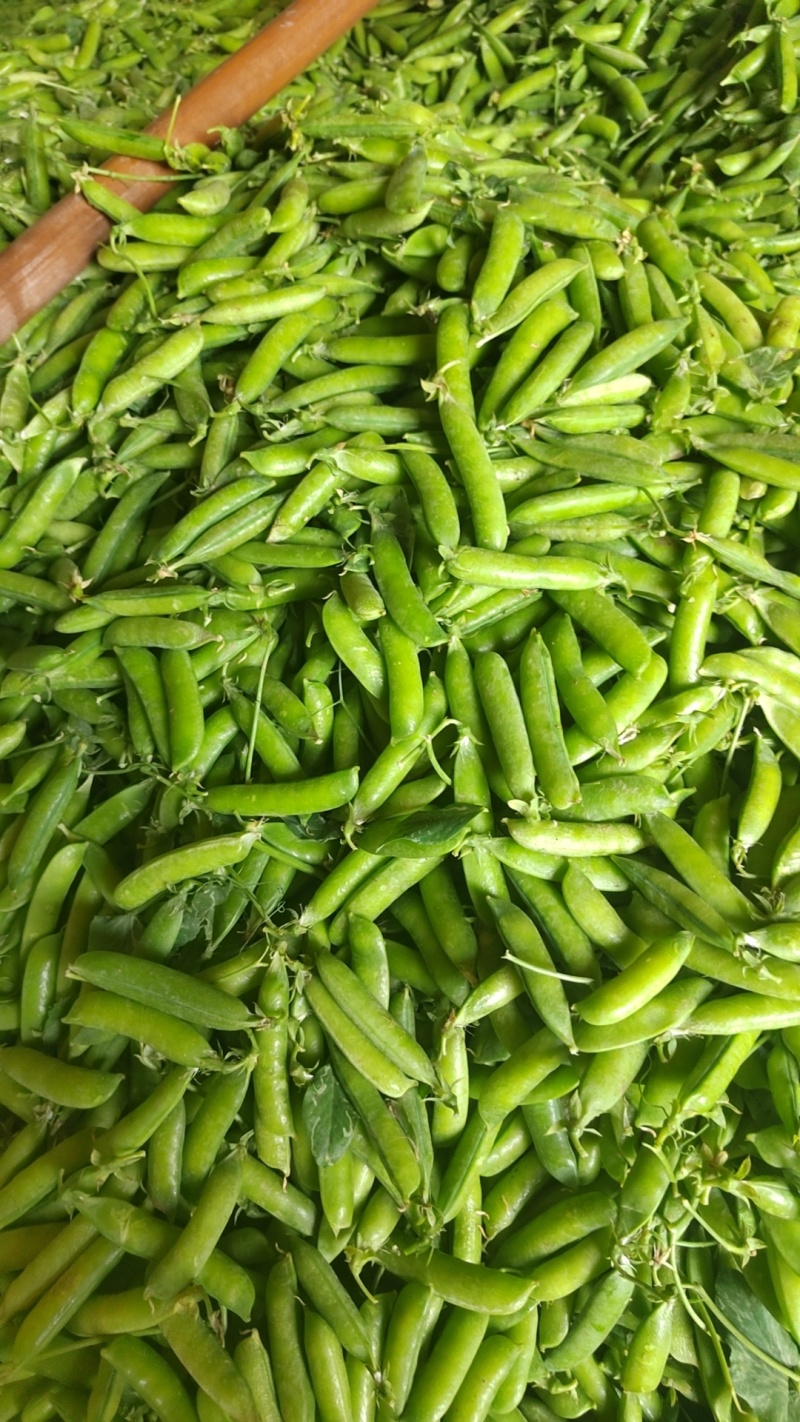 精品青豌豆。颗颗满子