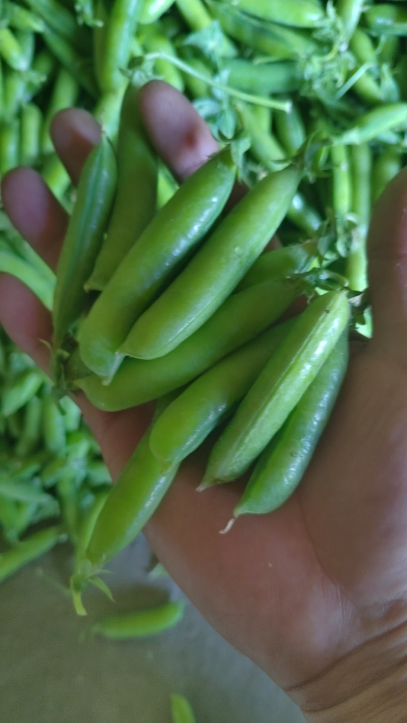 精品青豌豆。颗颗满子