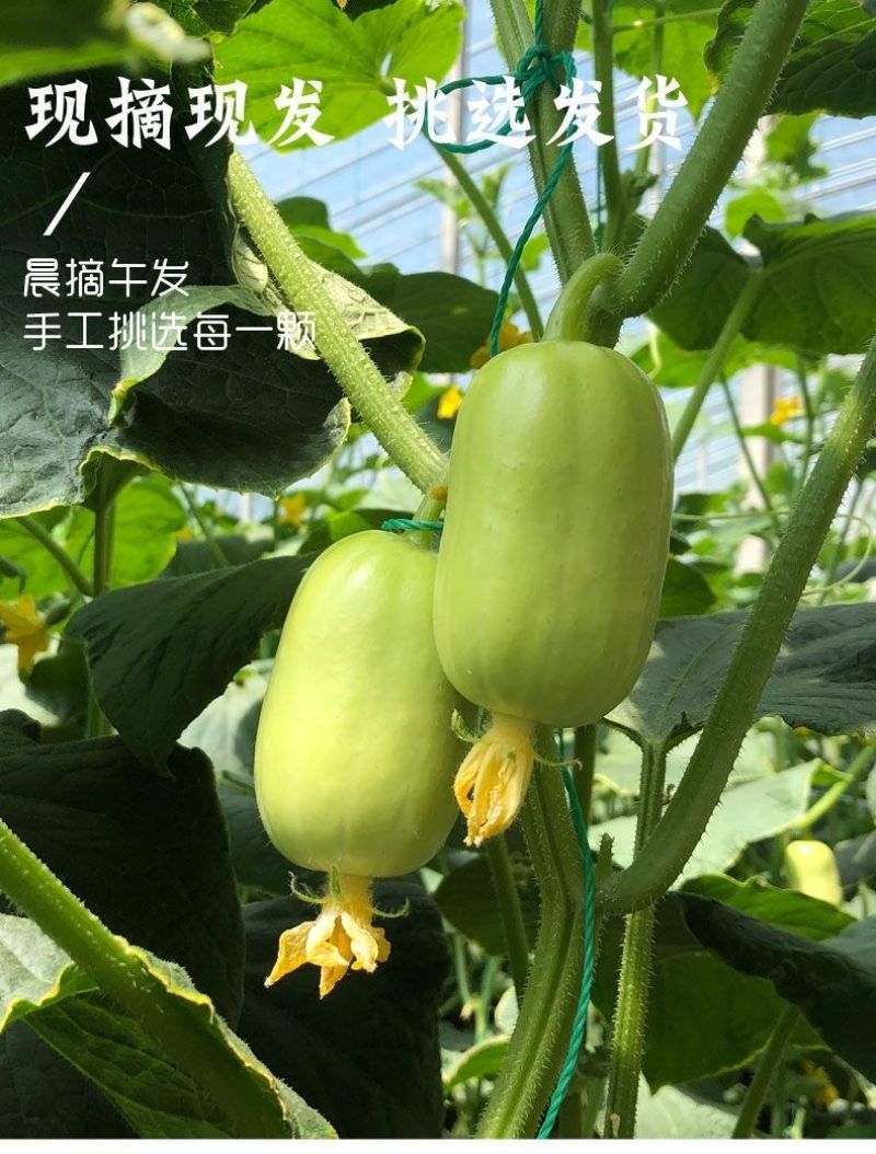 玉女小黄瓜、对接电商平台、支持一件代发、社区团购、网红