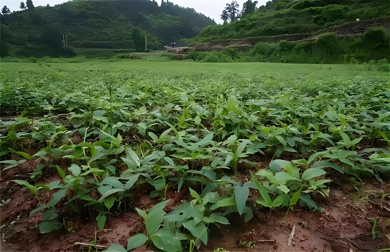 半夏除草剂天南星除草剂旱半夏苗后除草剂