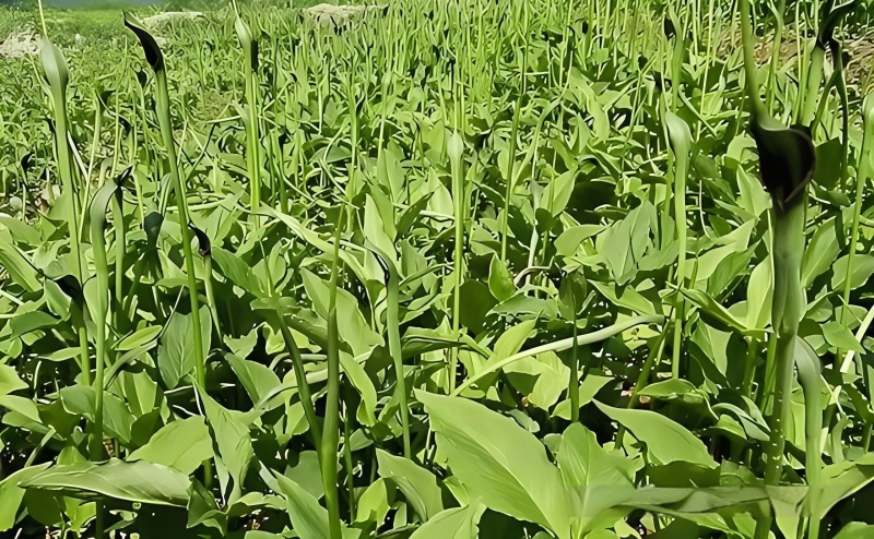 半夏除草剂天南星除草剂旱半夏苗后除草剂