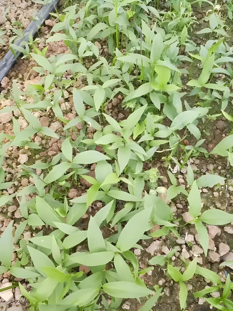 半夏除草剂天南星除草剂旱半夏苗后除草剂