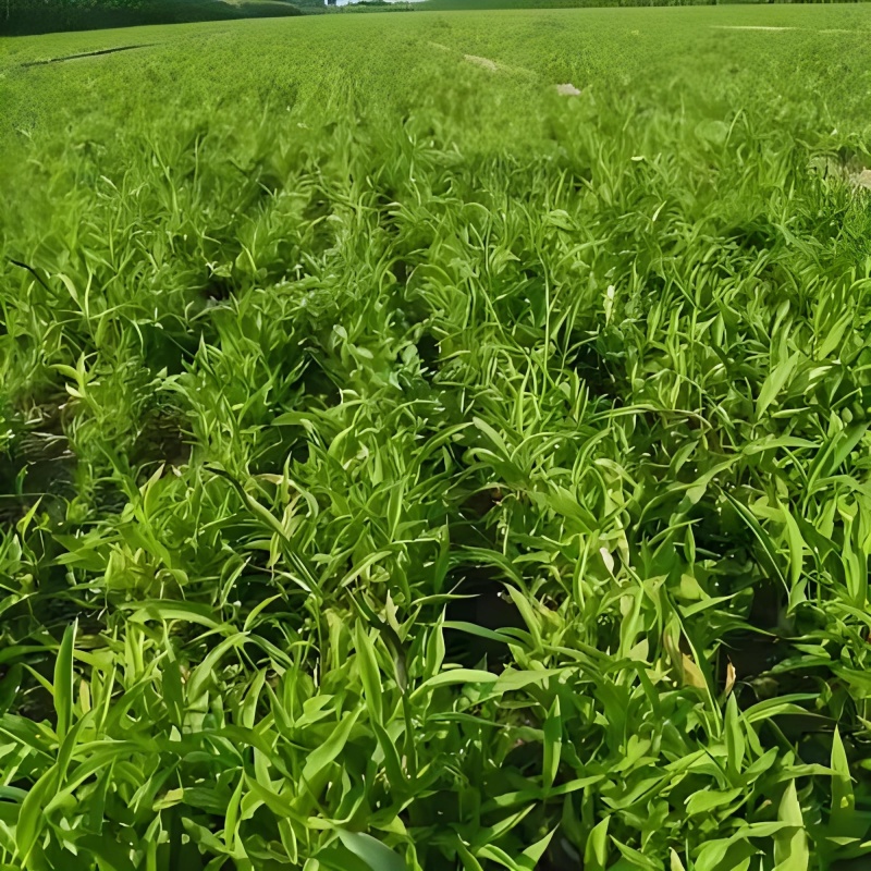 半夏除草剂天南星除草剂旱半夏苗后除草剂