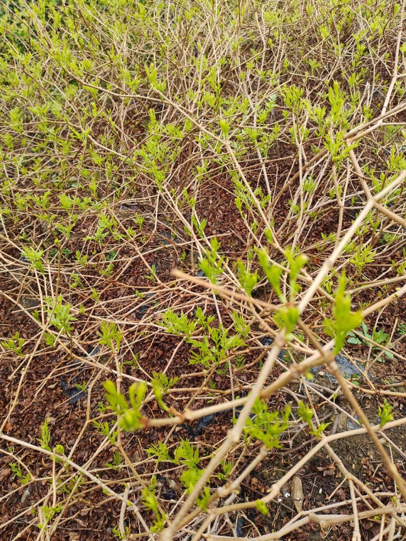 张家界茅岩莓茶