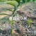 黄精专用助剂玉竹专用除草剂过了嫩叶期可以全田喷
