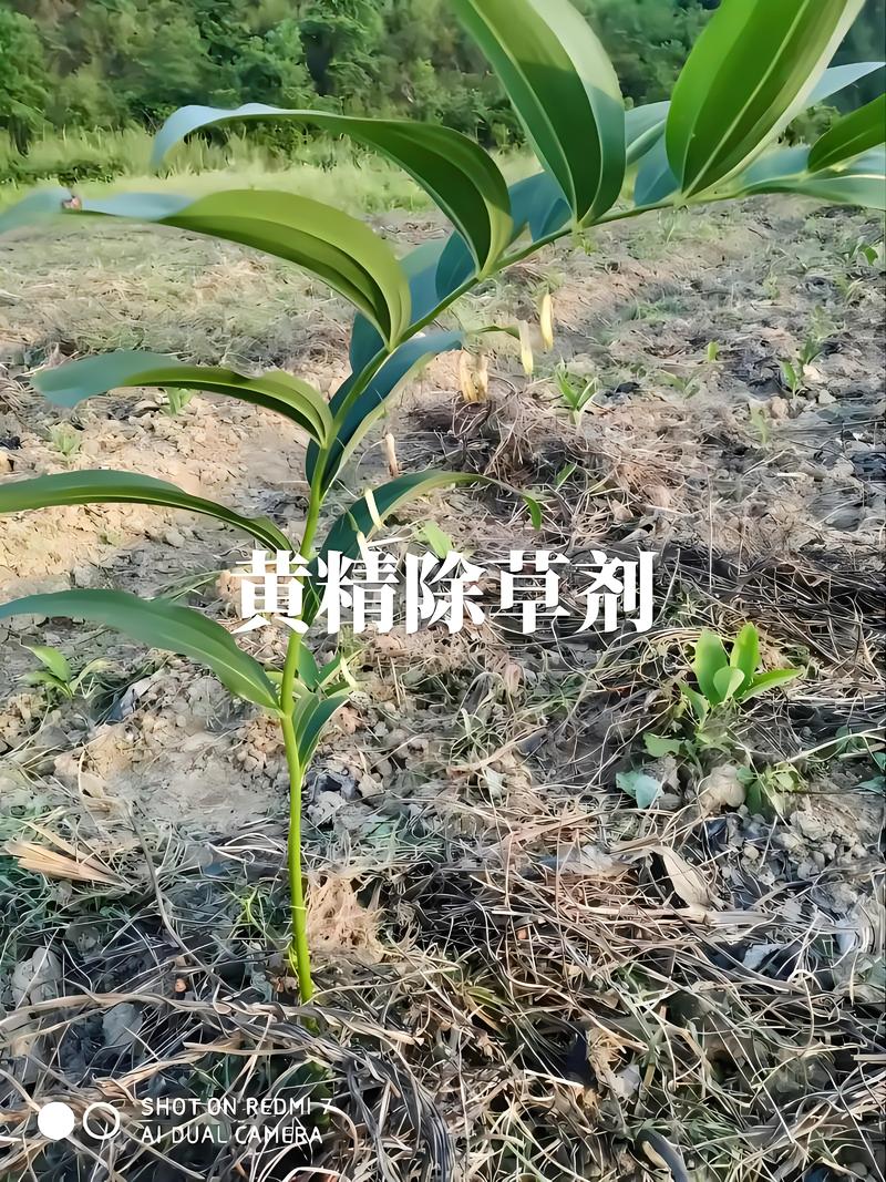 黄精专用除草剂玉竹专用除草剂过了嫩叶期可以全田喷