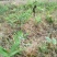 黄精专用助剂玉竹专用除草剂过了嫩叶期可以全田喷