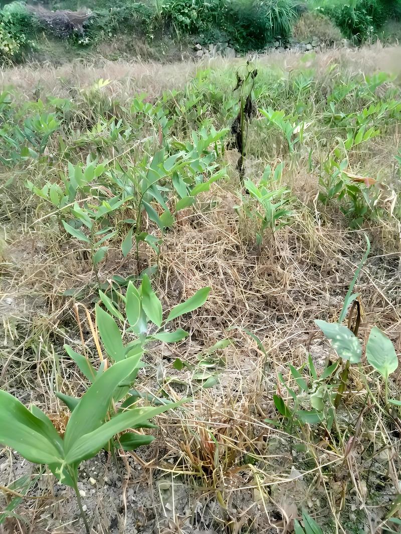 黄精专用除草剂玉竹专用除草剂过了嫩叶期可以全田喷