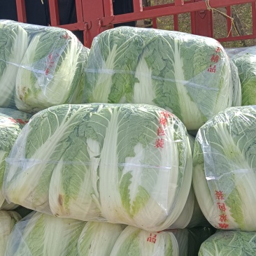 甘肃张掖蔬菜代办老侯4.30号半毛菜装车。