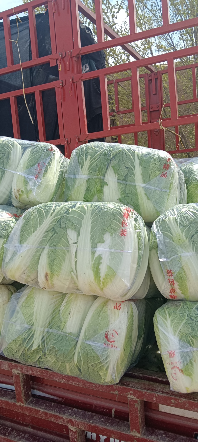 甘肃张掖蔬菜代办老侯4.30号半毛菜装车。