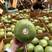泰国进口青柚一件代发批发价