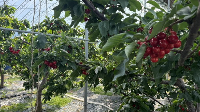 美早大樱桃采摘场景