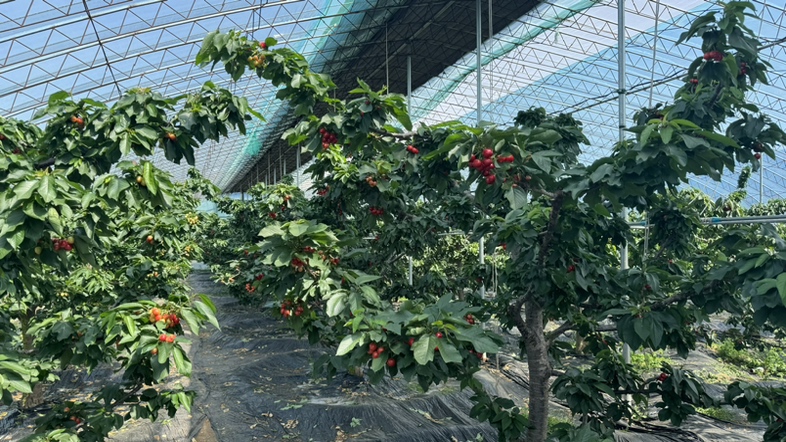 一处现代化樱桃采摘园内,多名游客正在品尝台上对比试吃贴有标签的布鲁克斯和美早樱桃。桌上摆放透明托盘,分别标注‘Brooks’和‘Tieton’,配有甜度计、pH试纸等简易检测工具。背景可见整齐的矮化密植樱桃树,工人正在进行疏果作业 樱桃采摘园游客对比品尝场景