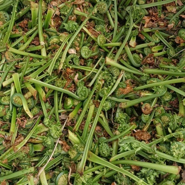 黄瓜香野菜