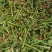 黄瓜香野菜