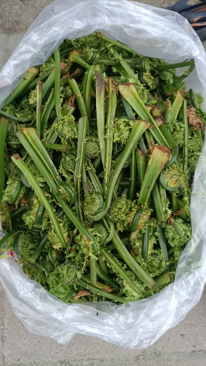 黄瓜香野菜