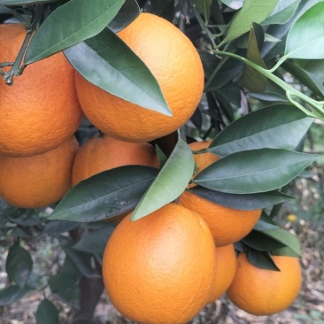 夏橙
