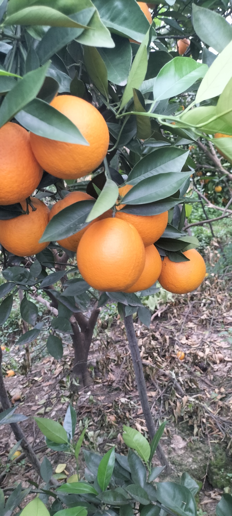 夏橙