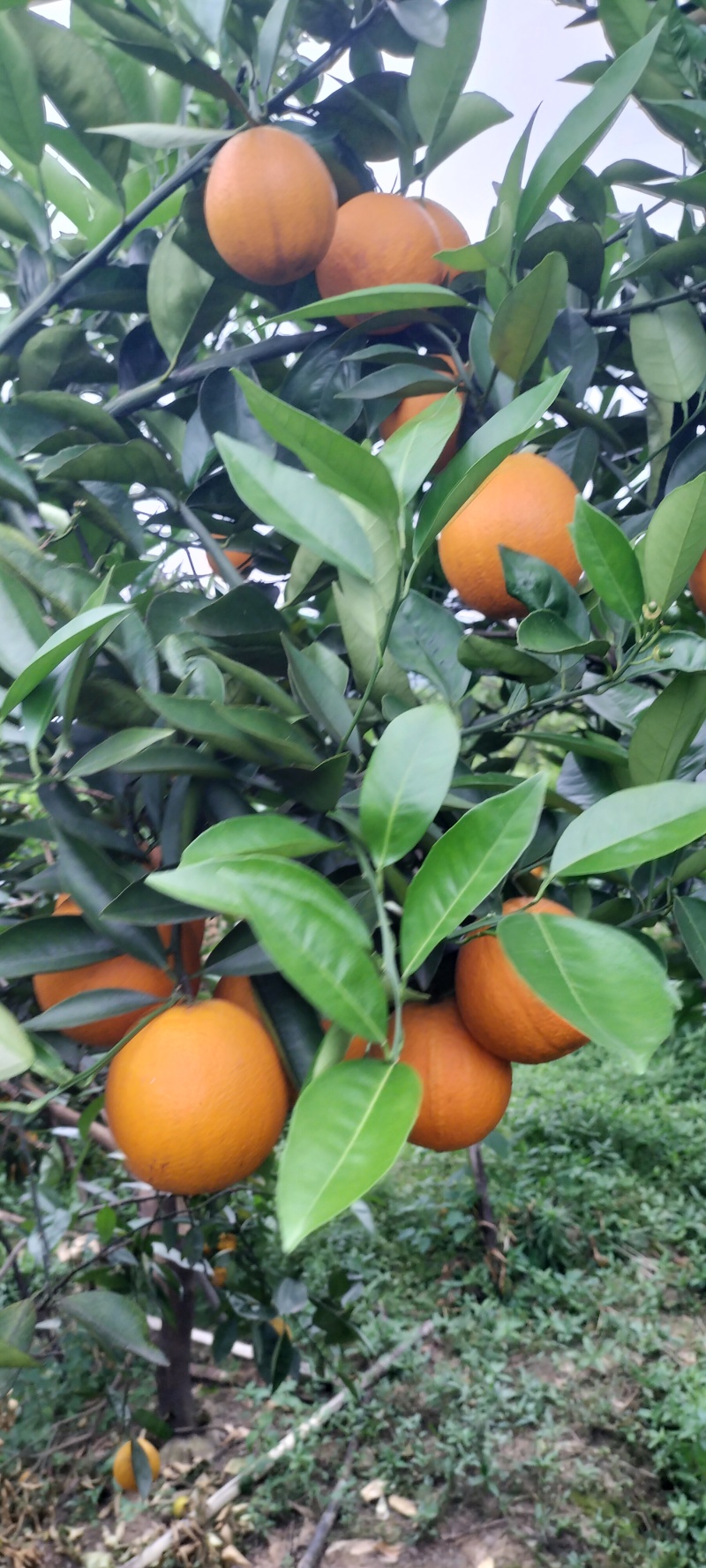 夏橙