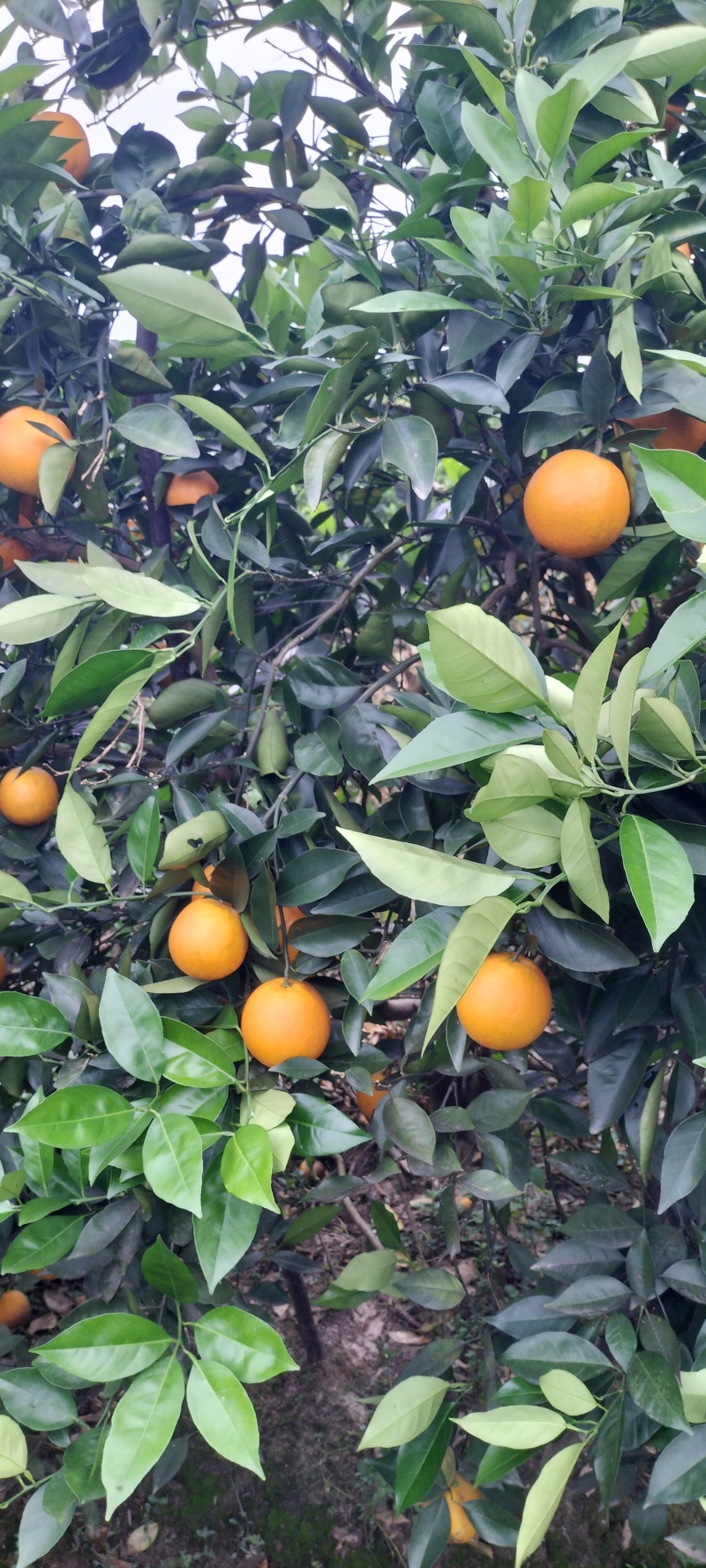 夏橙