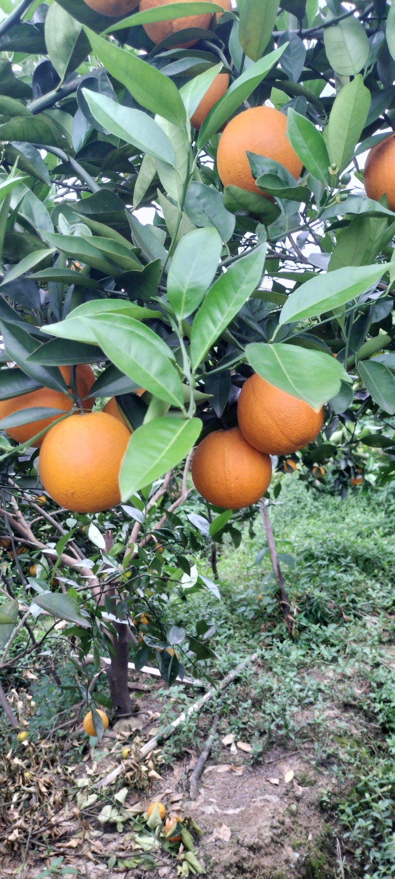 夏橙