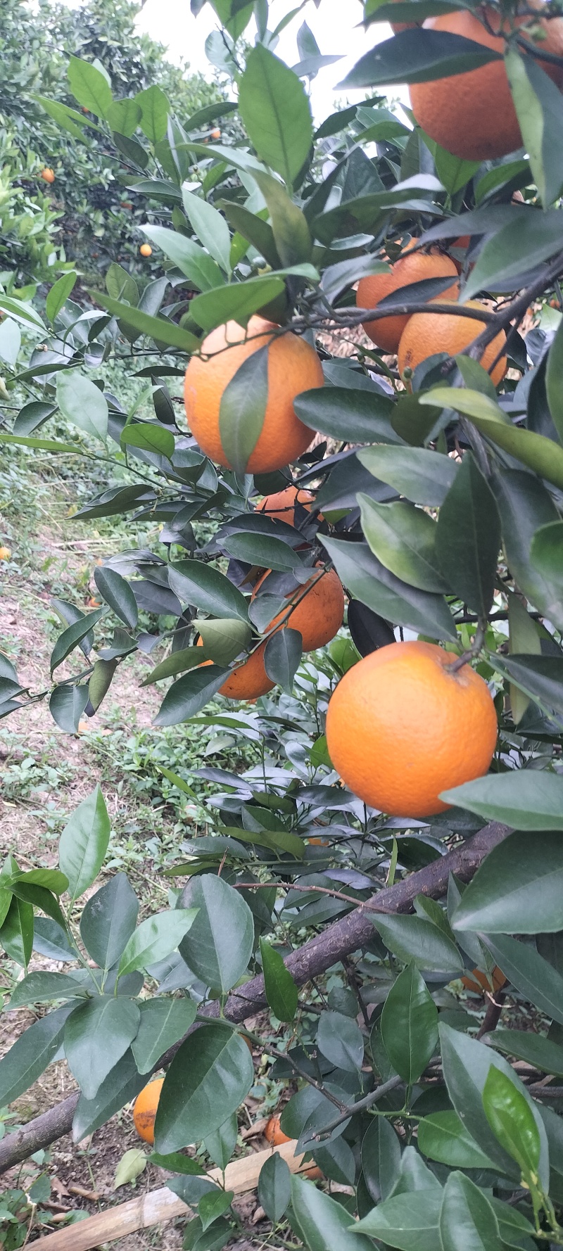 夏橙