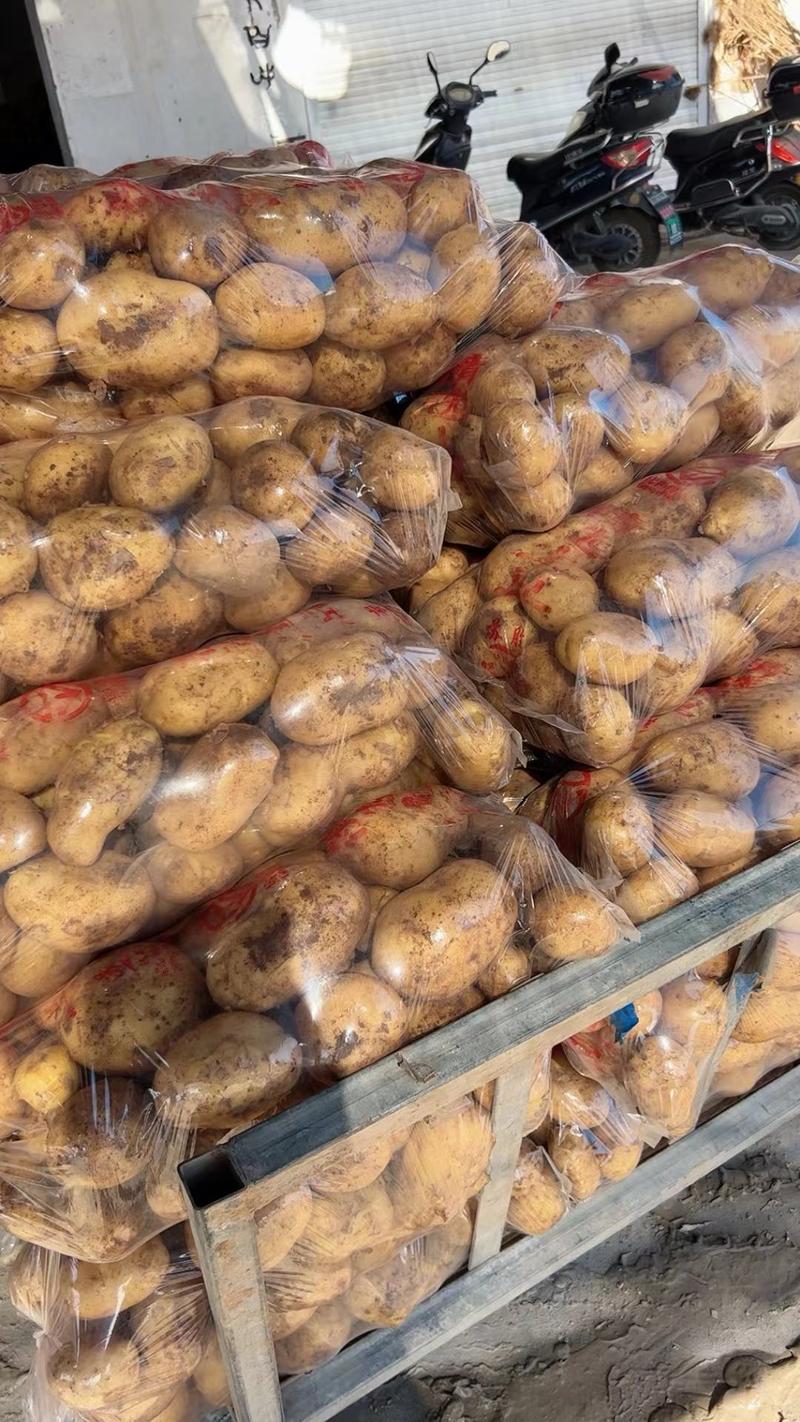 精品黄心土豆大量上市品质保证量大从优欢迎联系