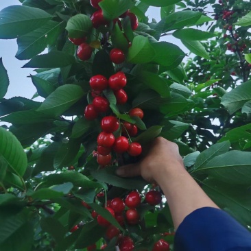 大樱桃大量现货
