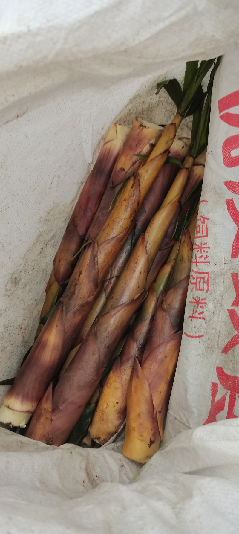 高山精品苦竹笋