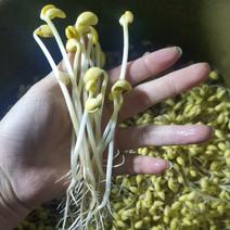 黄豆芽豆芽芽菜原生态自然泡发零添加豆芽产地直发