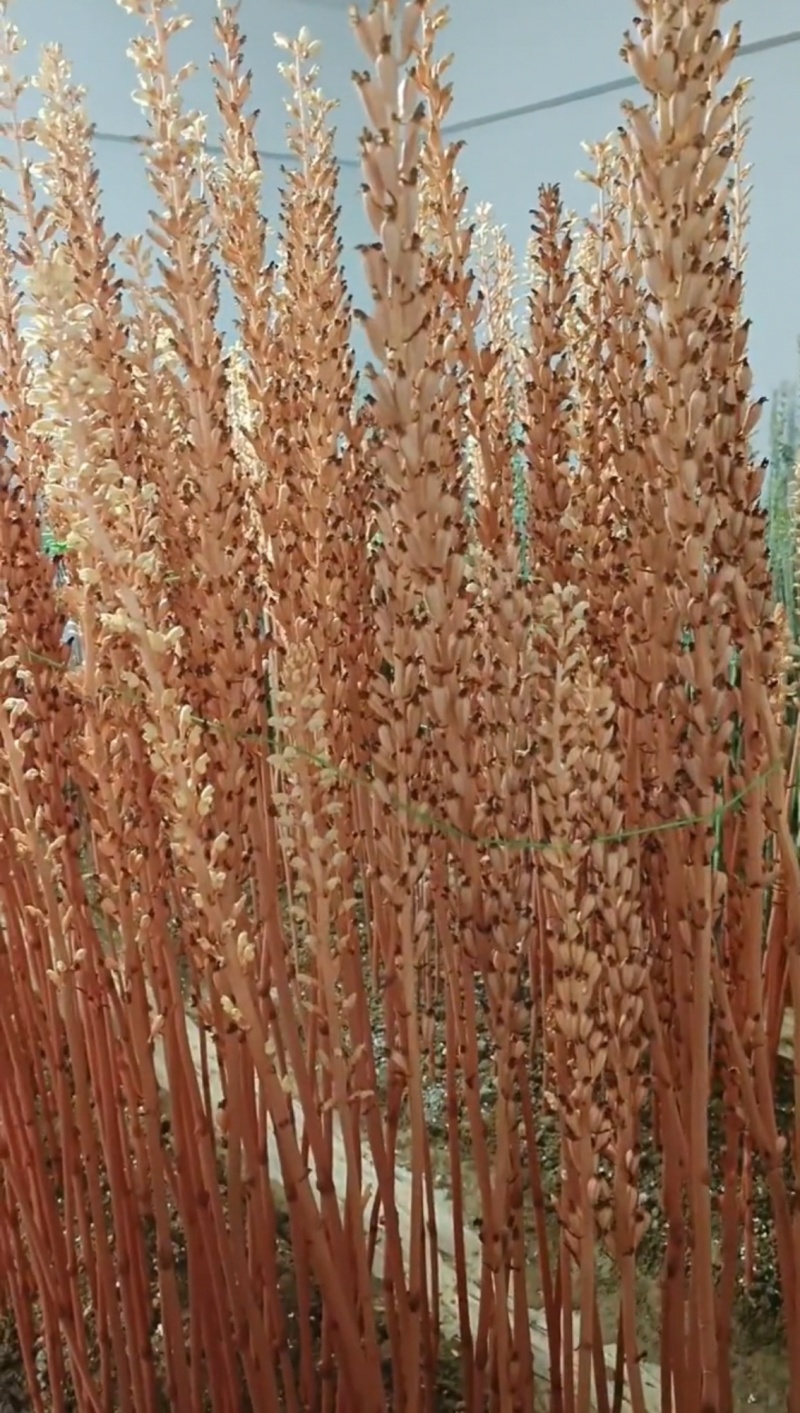 天麻花粉果子种子
