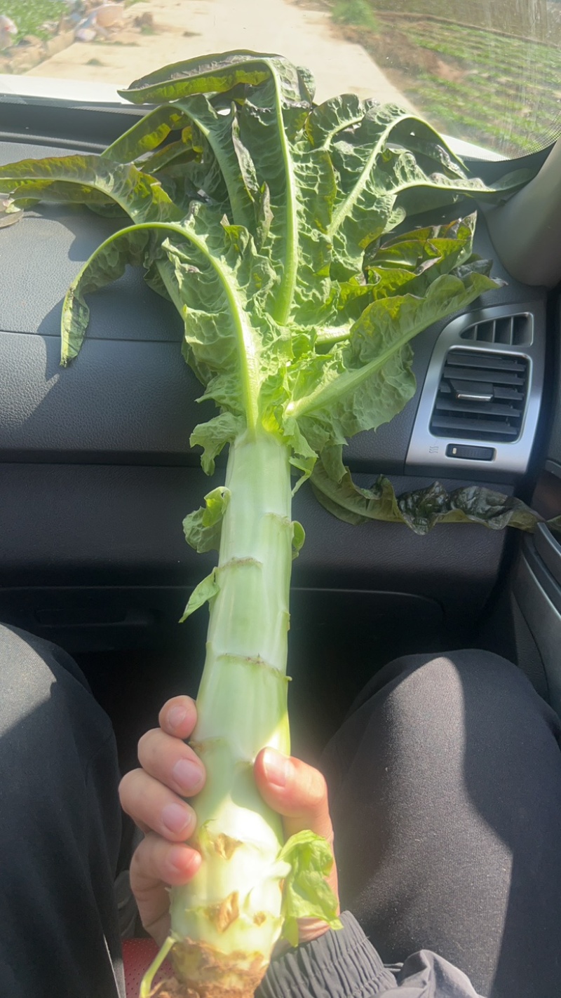 精品红笋，产地直销，货源充足，质量保证，