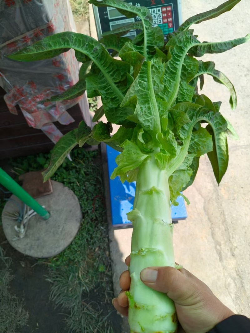 精品红笋，产地直销，货源充足，质量保证，