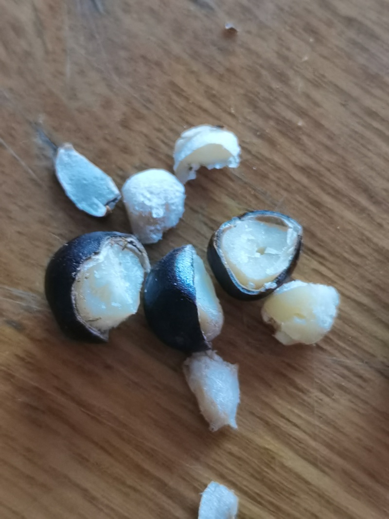 25年新产芍药籽有自己育的种苗基地不满意包退货