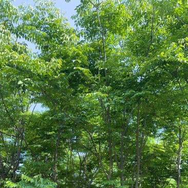 栾树规格齐全量大从优质量保证欢迎咨询