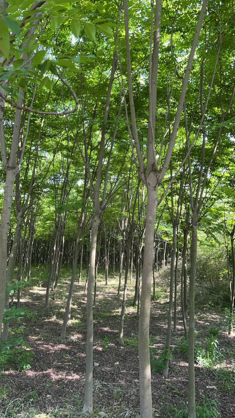 栾树规格齐全量大从优质量保证欢迎咨询