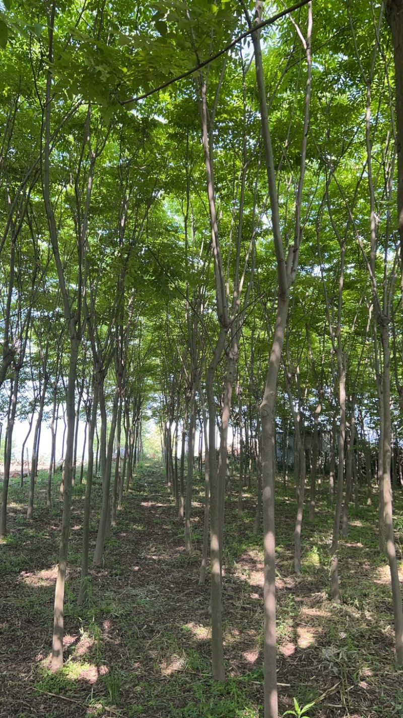 栾树规格齐全量大从优质量保证欢迎咨询