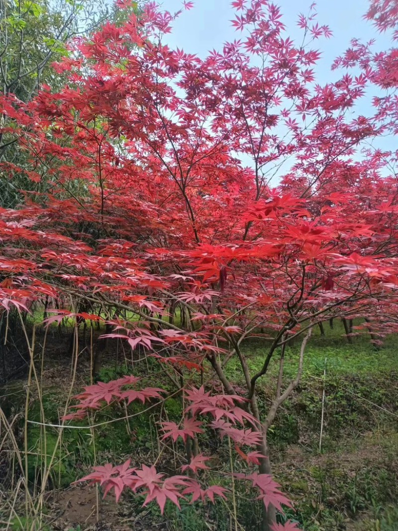 红枫