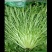 新民苦菊大量精品全年上市欢迎全国前来洽谈采购